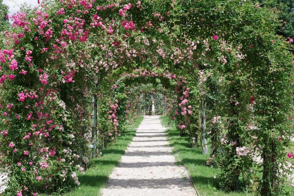roseraie dans le Val de Marne