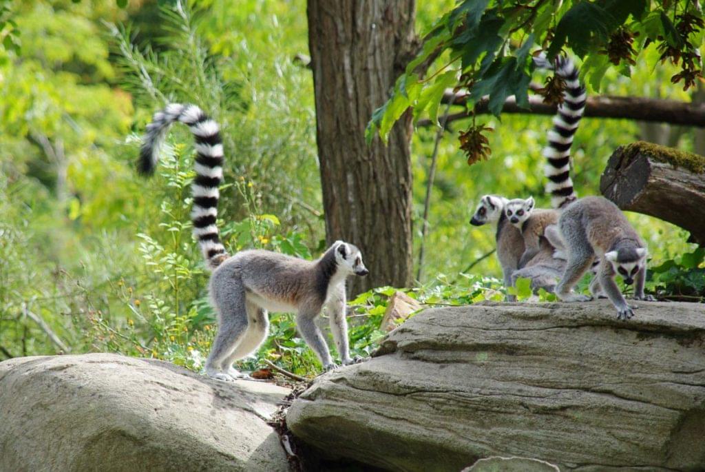 lémuriens au zoo de Vincennes