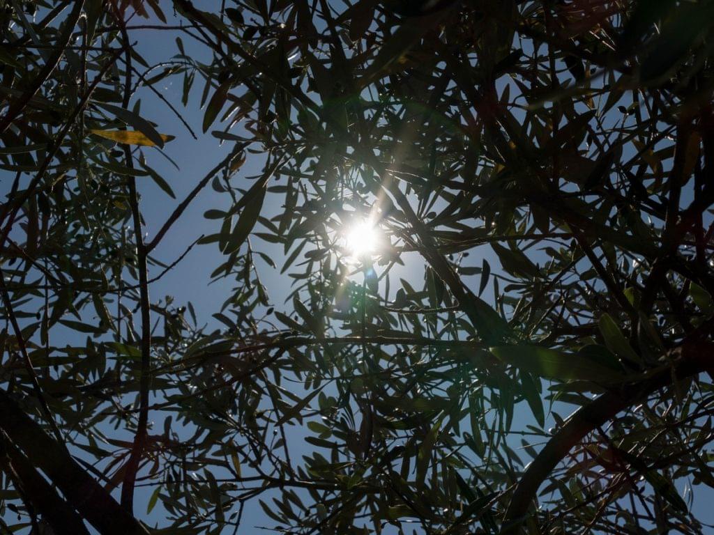 domaine de l'Oulivie - Hérault