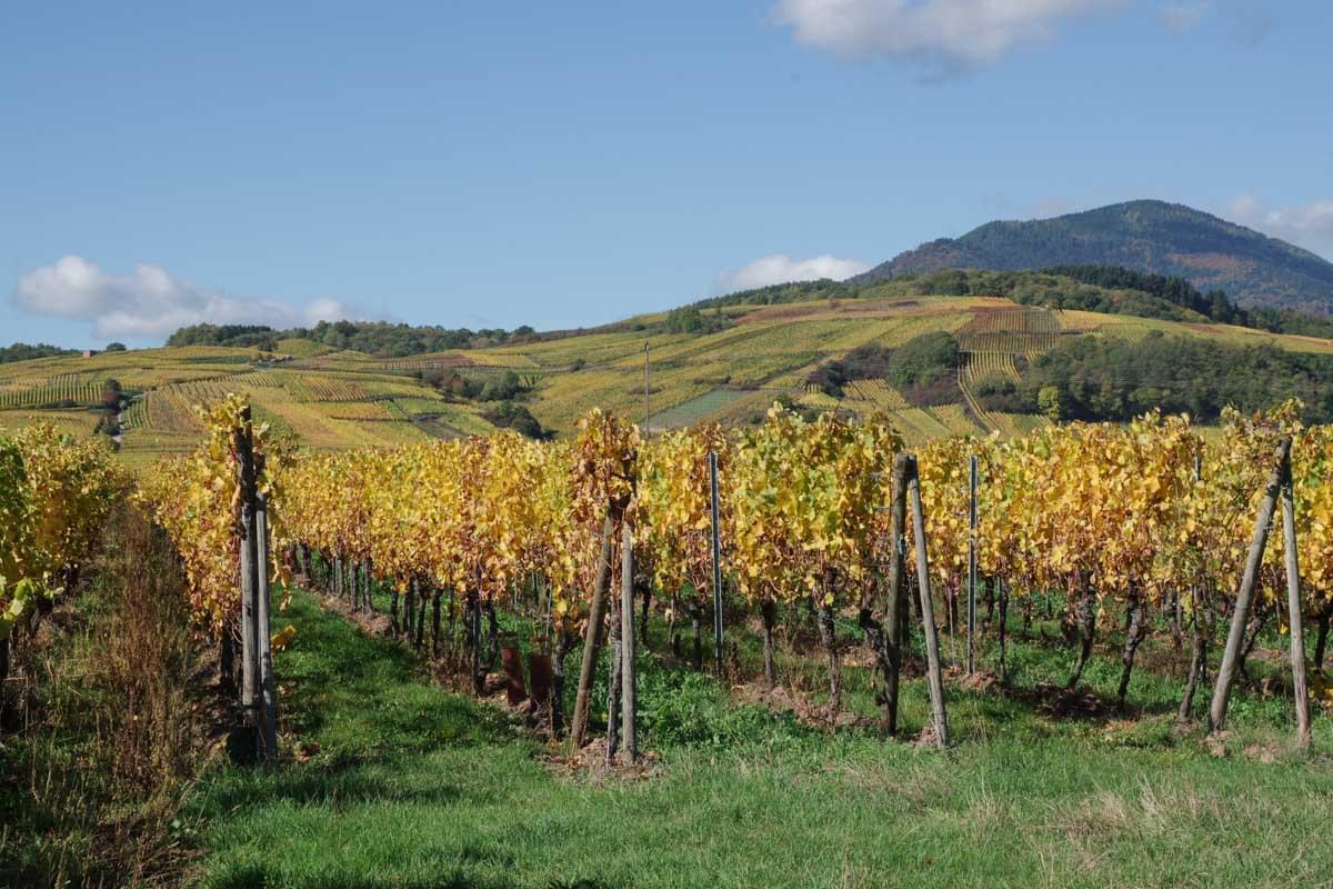La recommandation de Mathilde Route des Vins d'Alsace