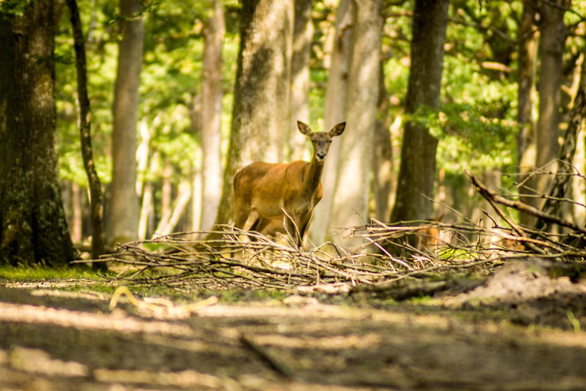 La recommandation de Cécile biche dans le parc de Rambouillet