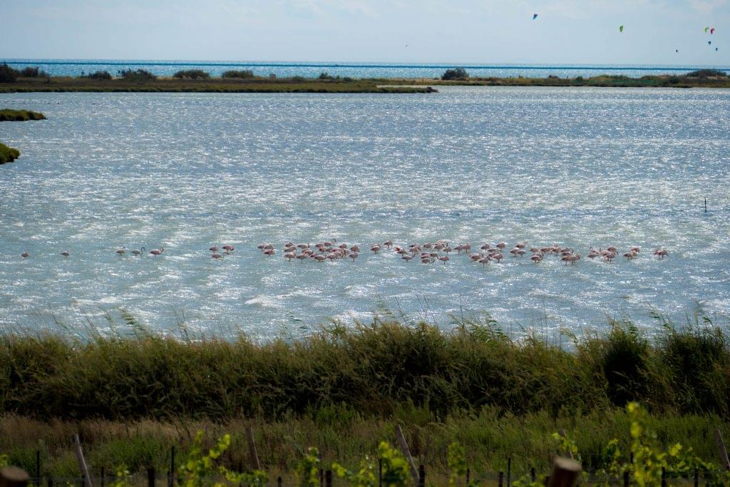 La recommandation de Mitchka presqu'île de Maguelone - Hérault