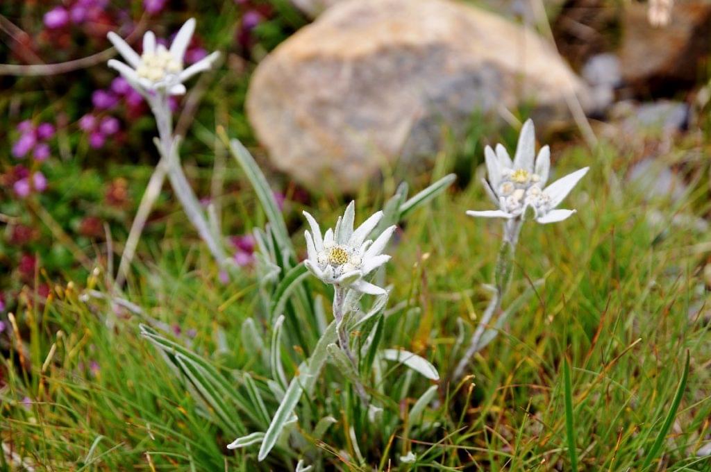 Edelweiss