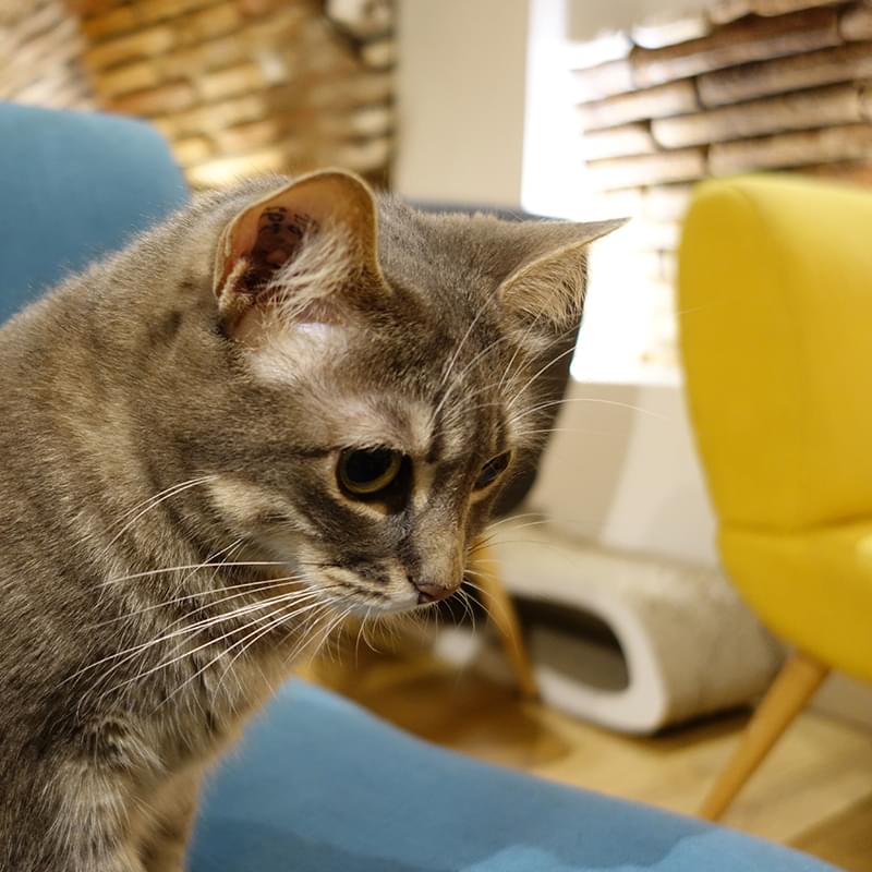 Au milieu des chats Le Chapristea Toulouse