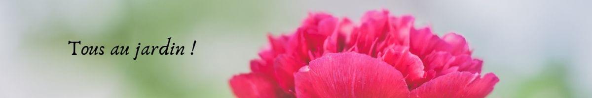 #EnFranceAussi fleur rose