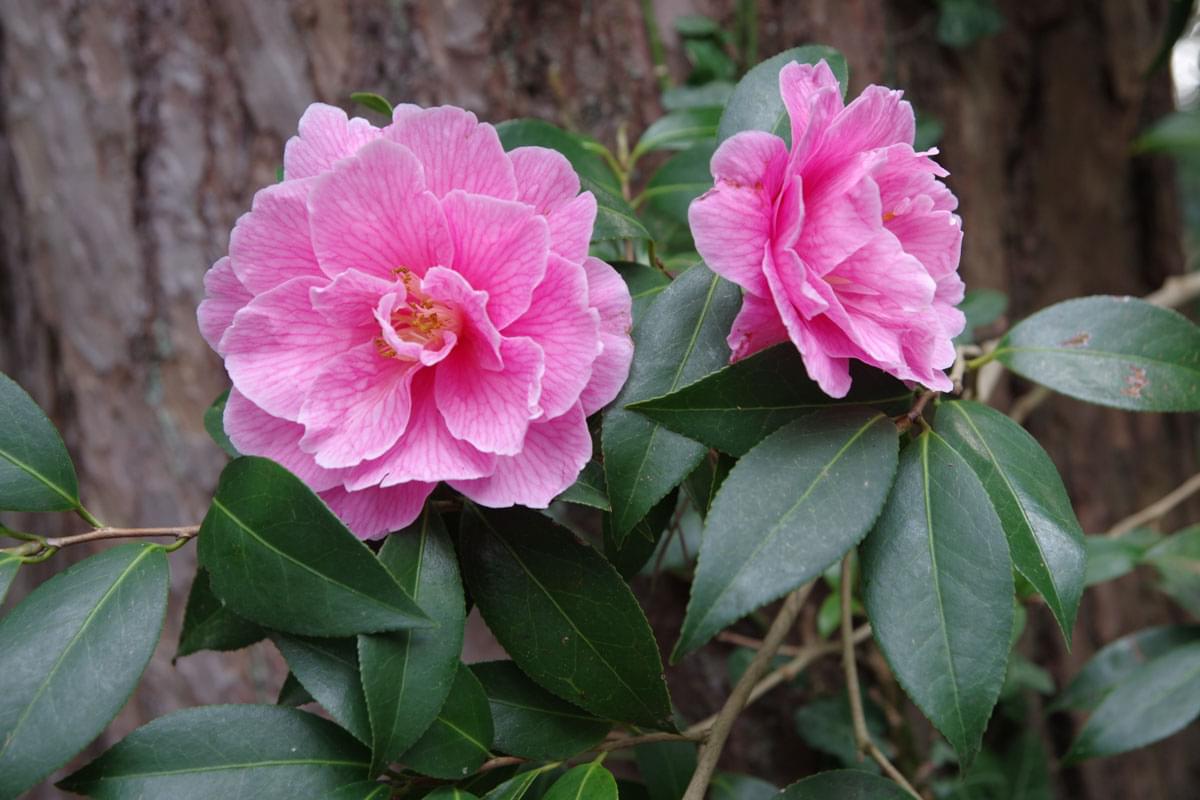 fleurs roses dans le jardin berchigranges