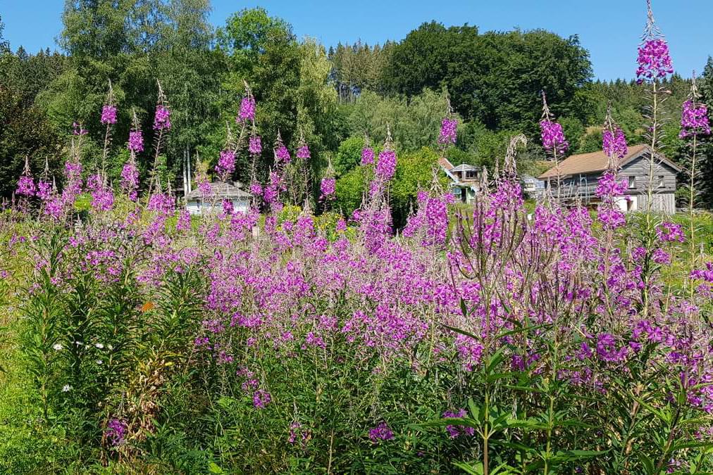 jardin-berchigranges-2 fleurs violettes dans le jardin berchigranges