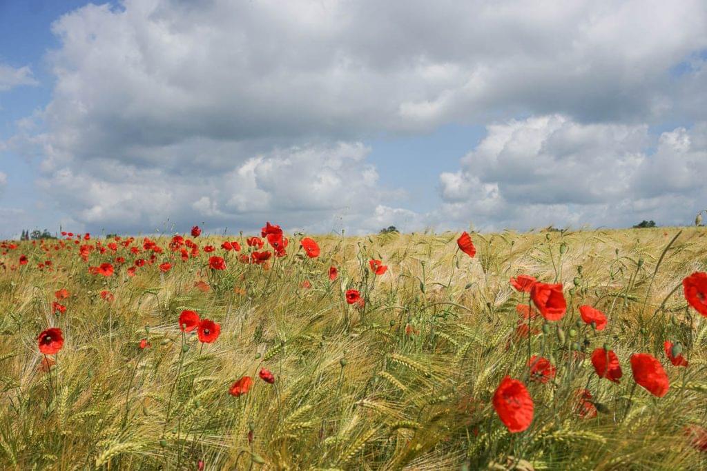 champ de coquelicot