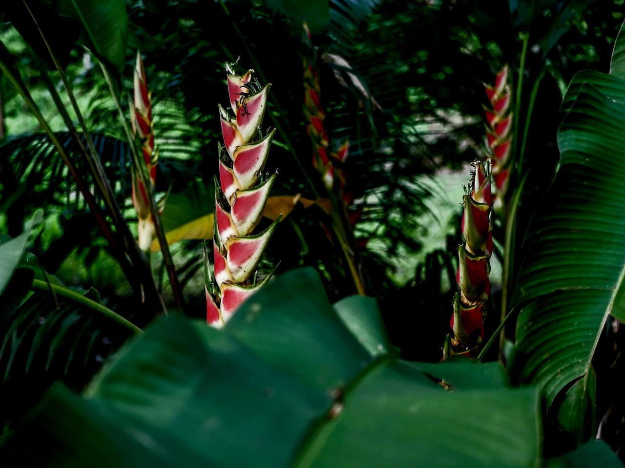 fleur-voyage-martinique