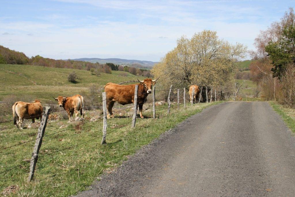Vaches de l'aubrac