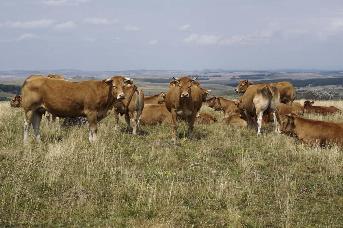 les vaches aubrac