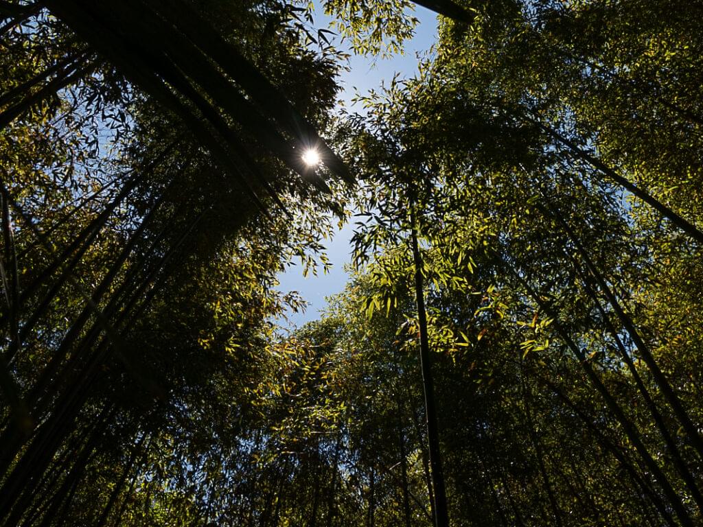 bambous dans la bambouseraie d'Anduze